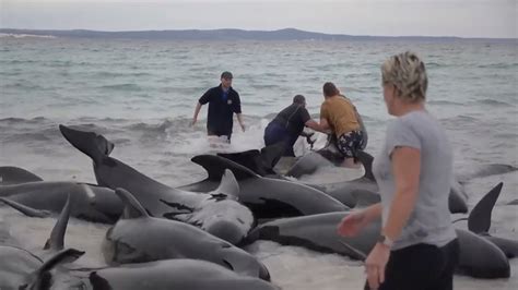 Survivors of pilot whale pod that beached on the Australian coast are euthanized after rescue fails